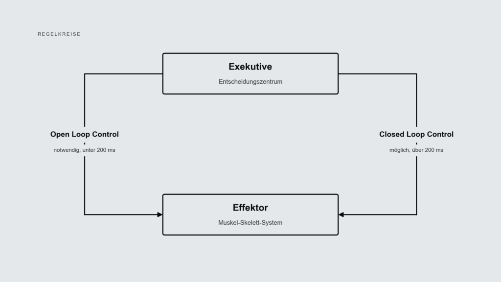 Schema mit Exekutive und Effektor, links der Open Loop unter 200 Millisekunden, rechts der Closed Loop über 200 Millisekunden